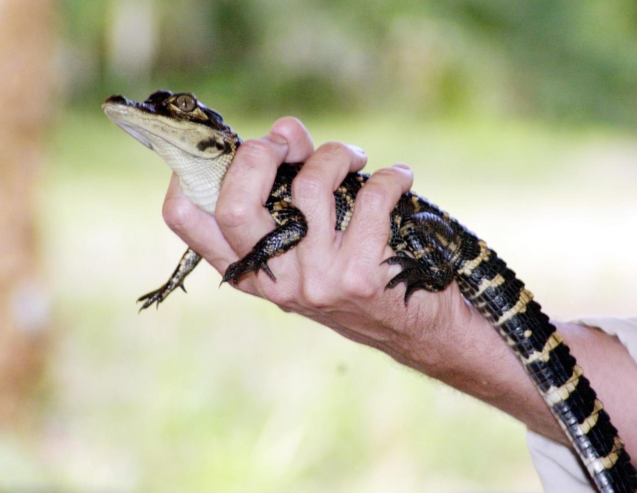 KENNEDY SPACE CENTER, FLA. - A baby alligator is displayed during the dedication of the Sendler Education Outpost, located at Dummit Cove on the Merritt Island National Wildlife Refuge (MINWR).  The outpost is a resource for environmental educational students in the Central Florida area.  It is named for Karl Sendler, a space pioneer and manager under Dr. Kurt Debus, KSC's first center director.  Funding for the facility was provided by the Merritt Island Wildlife Association with assistance from MINWR and Kennedy Space Center.