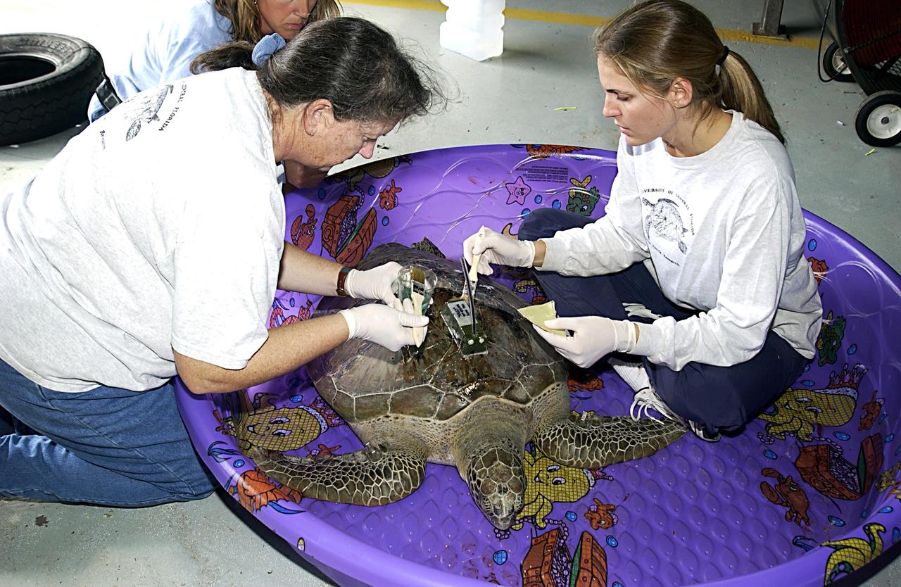 KENNEDY SPACE CENTER, FLA. -  A sea turtle rescued from the Mosquito Lagoon is prepared to receive a transmitter on its back.  Several turtles were found stunned, impacted by the unseasonal cold temperatures experienced in Central Florida.  The cooperative effort of KSC contractor Dynamac Corporation's Aquatics Program and the Merritt Island National Wildlife Refuge warmed the turtles and evaluated them for release.  Most were tagged and one received the transmitter, provided by the University of Central Florida, for satellite tracking.  The turtles were then transported in a skiff through the Haulover Canal to a location away from the main channel and released into the Indian River Lagoon.  