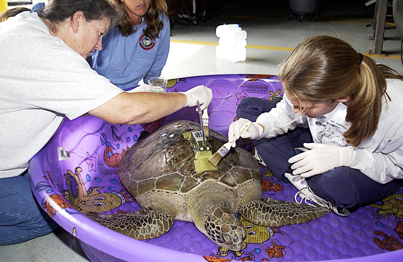 KENNEDY SPACE CENTER, FLA. -- A sea turtle rescued from the Mosquito Lagoon is prepared to receive a transmitter on its back.  Several turtles were found stunned, impacted by the unseasonal cold temperatures experienced in Central Florida.  The cooperative effort of KSC contractor Dynamac Corporation's Aquatics Program and the Merritt Island National Wildlife Refuge warmed the turtles and evaluated them for release.  Most were tagged and one received the transmitter, provided by the University of Central Florida, for satellite tracking.  The turtles were then transported in a skiff through the Haulover Canal to a location away from the main channel and released into the Indian River Lagoon.   