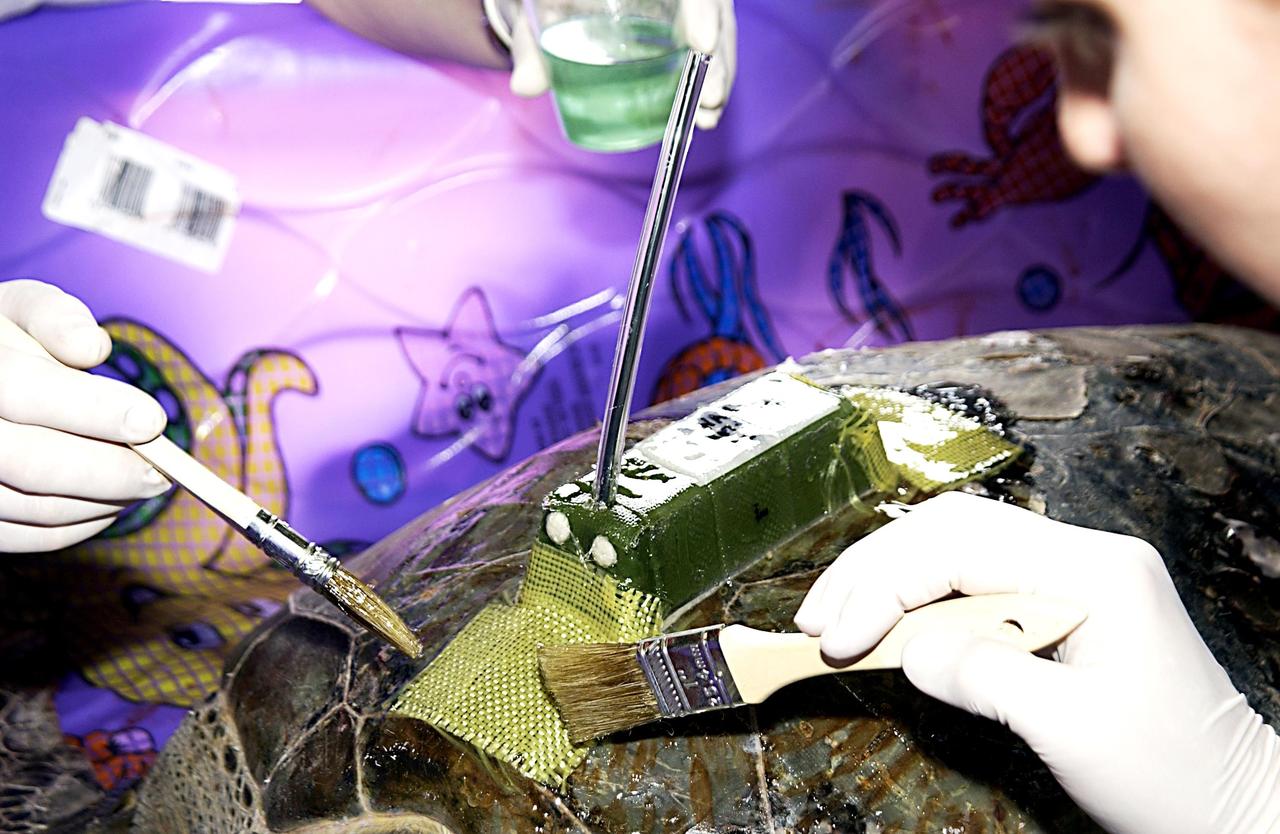 KENNEDY SPACE CENTER, FLA. --  This closeup shows the transmitter being attached to a sea turtle rescued from the Mosquito Lagoon. Several turtles were found stunned, impacted by the unseasonal cold temperatures experienced in Central Florida.  The cooperative effort of KSC contractor Dynamac Corporation's Aquatics Program and the Merritt Island National Wildlife Refuge warmed the turtles and evaluated them for release.  Most were tagged and one received the transmitter, provided by the University of Central Florida, for satellite tracking.  The turtles were then transported in a skiff through the Haulover Canal to a location away from the main channel and released into the Indian River Lagoon.     