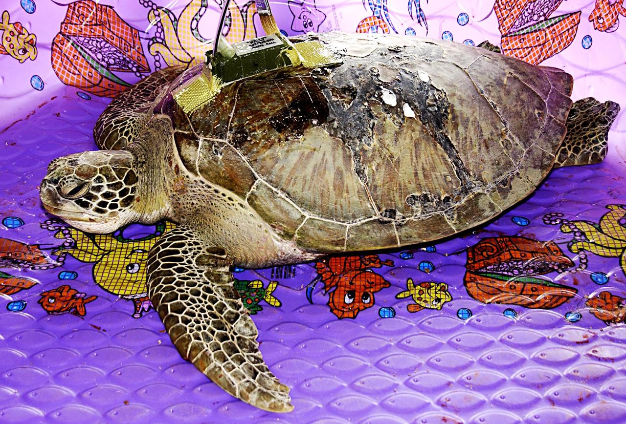 KENNEDY SPACE CENTER, FLA. -- A sea turtle rescued from the Mosquito Lagoon is seen with a transmitter recently attached to its back.  Several turtles were found stunned, impacted by the unseasonal cold temperatures experienced in Central Florida.  The cooperative effort of KSC contractor Dynamac Corporation's Aquatics Program and the Merritt Island National Wildlife Refuge warmed the turtles and evaluated them for release.  Most were tagged and one received the transmitter, provided by the University of Central Florida, for satellite tracking.  The turtles were then transported in a skiff through the Haulover Canal to a location away from the main channel and released back into the Mosquito Lagoon.      