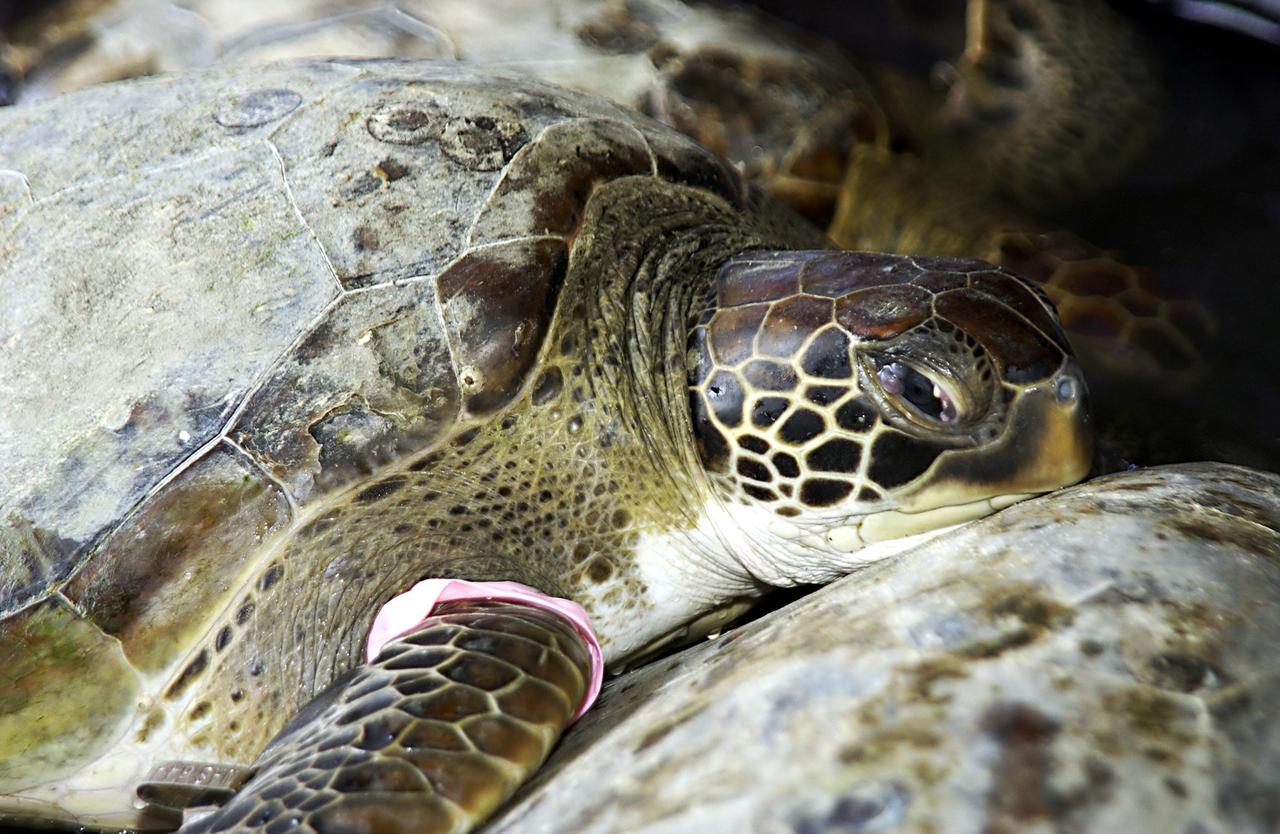 KENNEDY SPACE CENTER, FLA. - One of several sea turtles rescued from the Mosquito Lagoon is ready for release.  The turtles were found stunned, impacted by the unseasonal cold temperatures experienced in Central Florida.  The cooperative effort of KSC contractor Dynamac Corporation's Aquatics Program and the Merritt Island National Wildlife Refuge warmed the turtles and evaluated them for release.  Most were tagged and one received the transmitter, provided by the University of Central Florida, for satellite tracking.  The turtles were then transported in a skiff through the Haulover Canal to a location away from the main channel and released back into the Mosquito Lagoon.        