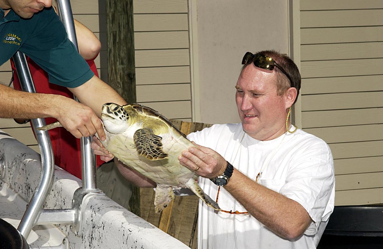 KENNEDY SPACE CENTER, FLA. -- A sea turtle is carried toward the skiff that will return it to the lagoon. It is one of several turtles found stunned, impacted by the unseasonal cold temperatures experienced in Central Florida.  The cooperative effort of KSC contractor Dynamac Corporation's Aquatics Program and the Merritt Island National Wildlife Refuge warmed the turtles and evaluated them for release.  Most were tagged and one received a transmitter, provided by the University of Central Florida, for satellite tracking.  The turtles were then transported through the Haulover Canal to a location away from the main channel and released.           