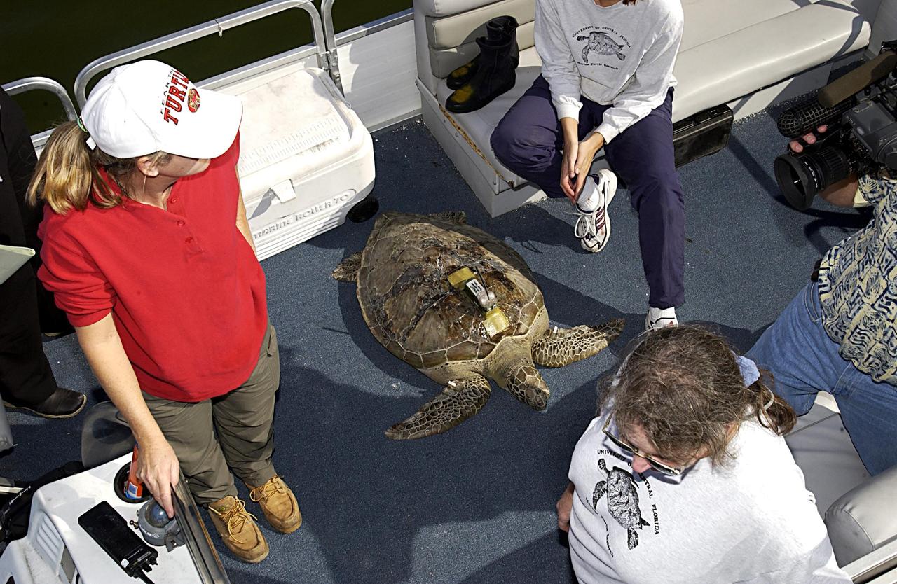 KENNEDY SPACE CENTER, FLA. -- A large sea turtle with a transmitter lies in the skiff that will return it to the Mosquito Lagoon.   It is one of several turtles found stunned, impacted by the unseasonal cold temperatures experienced in Central Florida.  The cooperative effort of KSC contractor Dynamac Corporation's Aquatics Program and the Merritt Island National Wildlife Refuge warmed the turtles and evaluated them for release.  Most were tagged and one received a transmitter, provided by the University of Central Florida, for satellite tracking.  The turtles were then transported through the Haulover Canal to a location away from the main channel and released.             
