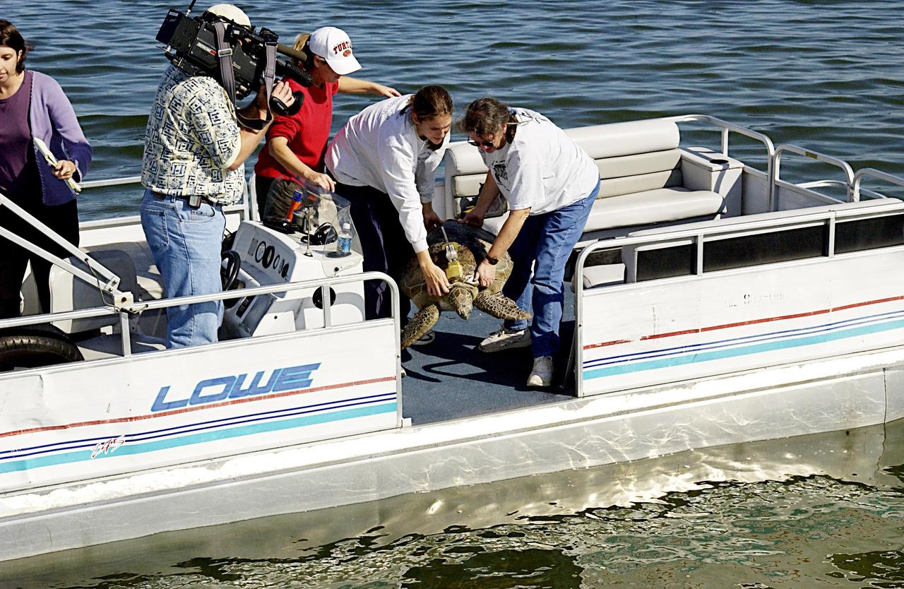 KENNEDY SPACE CENTER, FLA. -- A large sea turtle with a transmitter is ready to be returned to the Mosquito Lagoon.   It is one of several turtles found stunned, impacted by the unseasonal cold temperatures experienced in Central Florida.  The cooperative effort of KSC contractor Dynamac Corporation's Aquatics Program and the Merritt Island National Wildlife Refuge warmed the turtles and evaluated them for release.  Most were tagged and the one received a transmitter, provided by the University of Central Florida, for satellite tracking.  The turtles were then transported through the Haulover Canal to a location away from the main channel and released.               