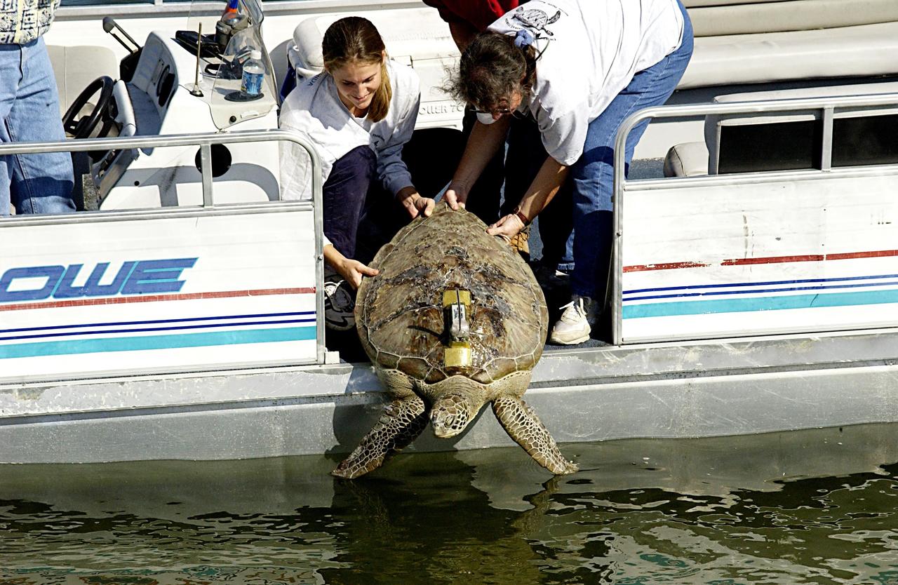 KENNEDY SPACE CENTER, FLA. -- A large sea turtle with a transmitter is released into the Mosquito Lagoon.   It is one of several turtles found stunned, impacted by the unseasonal cold temperatures experienced in Central Florida.  The cooperative effort of KSC contractor Dynamac Corporation's Aquatics Program and the Merritt Island National Wildlife Refuge warmed the turtles and evaluated them for release.  Most were tagged and the largest one received a transmitter, provided by the University of Central Florida, for satellite tracking.  The turtles were then transported through the Haulover Canal to a location away from the main channel for release.               