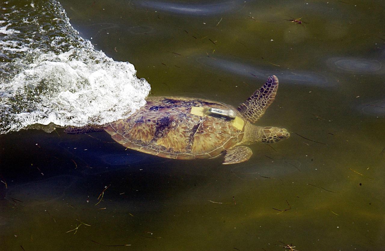 KENNEDY SPACE CENTER, FLA. -- A large sea turtle with a transmitter swims away after release into the Mosquito Lagoon.   It is one of several turtles found stunned, impacted by the unseasonal cold temperatures experienced in Central Florida.  The cooperative effort of KSC contractor Dynamac Corporation's Aquatics Program and the Merritt Island National Wildlife Refuge warmed the turtles and evaluated them for release.  Most were tagged and the largest one received a transmitter, provided by the University of Central Florida, for satellite tracking.  The turtles were then transported through the Haulover Canal to a location away from the main channel for release.               