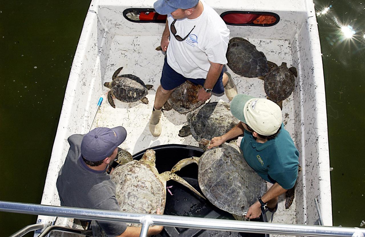 KENNEDY SPACE CENTER, FLA. - Several sea turtles await their release into the Mosquito Lagoon.  They were found stunned, impacted by the unseasonal cold temperatures experienced in Central Florida.  The cooperative effort of KSC contractor Dynamac Corporation's Aquatics Program and the Merritt Island National Wildlife Refuge warmed the turtles and evaluated them for release.  Most were tagged and the largest one received a transmitter, provided by the University of Central Florida, for satellite tracking.  The turtles were then transported through the Haulover Canal to a location away from the main channel for release.              