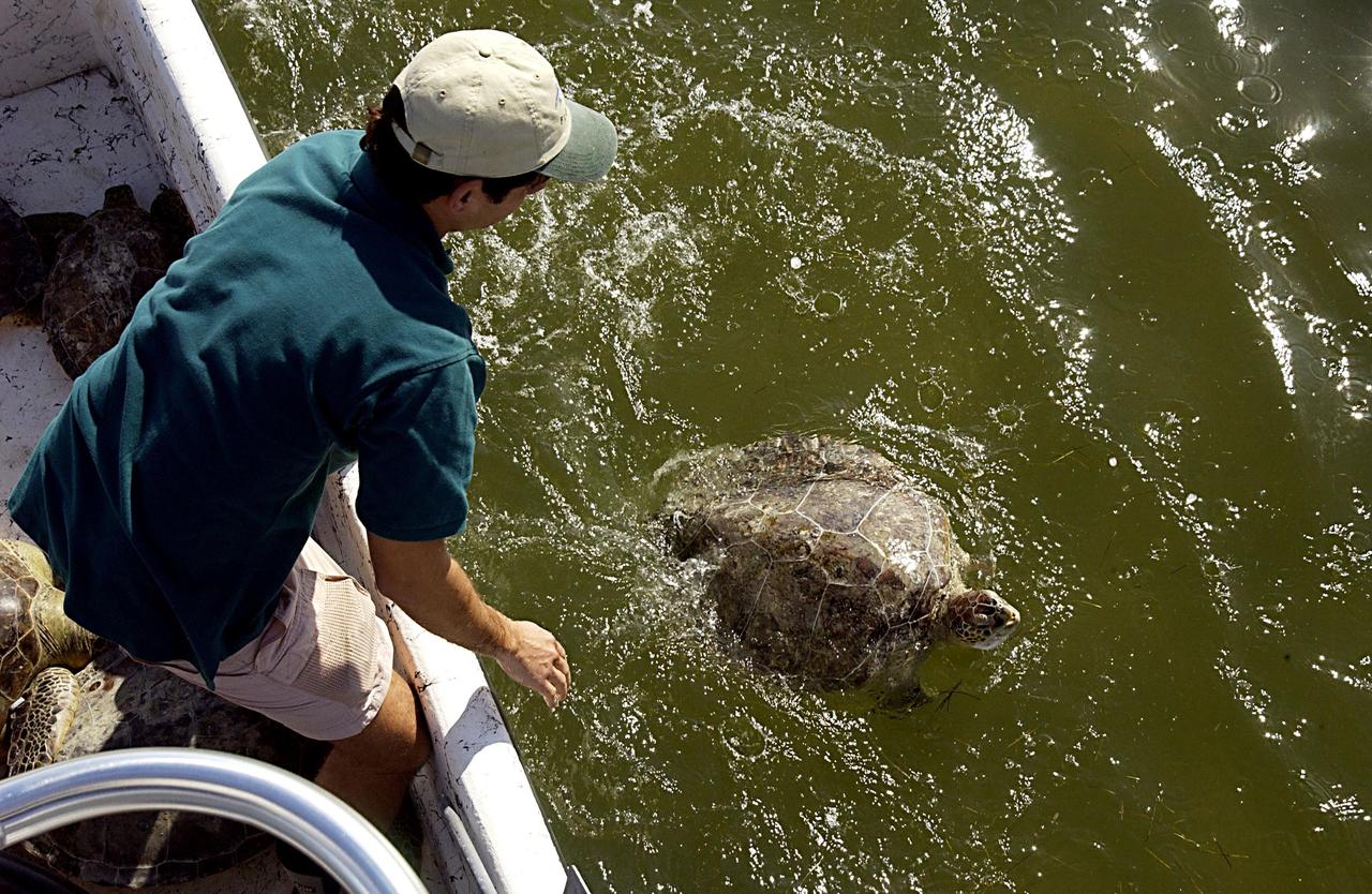 KENNEDY SPACE CENTER, FLA. -  A worker watches as one of the rescued sea turtles swims away in Mosquito Lagoon.  It is one of several turtles found stunned, impacted by the unseasonal cold temperatures experienced in Central Florida.  The cooperative effort of KSC contractor Dynamac Corporation's Aquatics Program and the Merritt Island National Wildlife Refuge warmed the turtles and evaluated them for release.  Most were tagged and the largest one received a transmitter, provided by the University of Central Florida, for satellite tracking.  The turtles were then transported through the Haulover Canal to a location away from the main channel for release.              