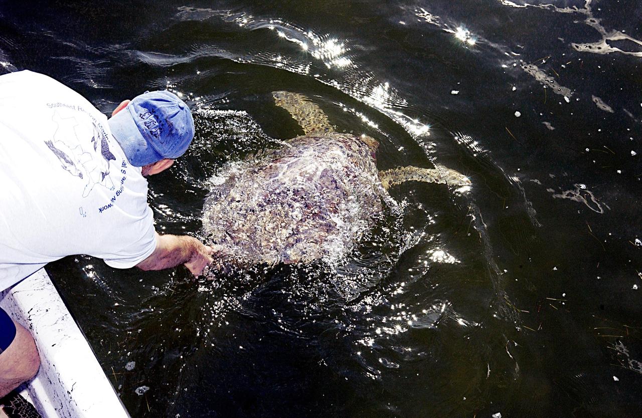 KENNEDY SPACE CENTER, FLA. - A sea turtle is released into the Mosquito Lagoon. It is one of several turtles found stunned, impacted by the unseasonal cold temperatures experienced in Central Florida.  The cooperative effort of KSC contractor Dynamac Corporation's Aquatics Program and the Merritt Island National Wildlife Refuge warmed the turtles and evaluated them for release.  Most were tagged and the largest one received a transmitter, provided by the University of Central Florida, for satellite tracking.  The turtles were then transported through the Haulover Canal to a location away from the main channel for release..              