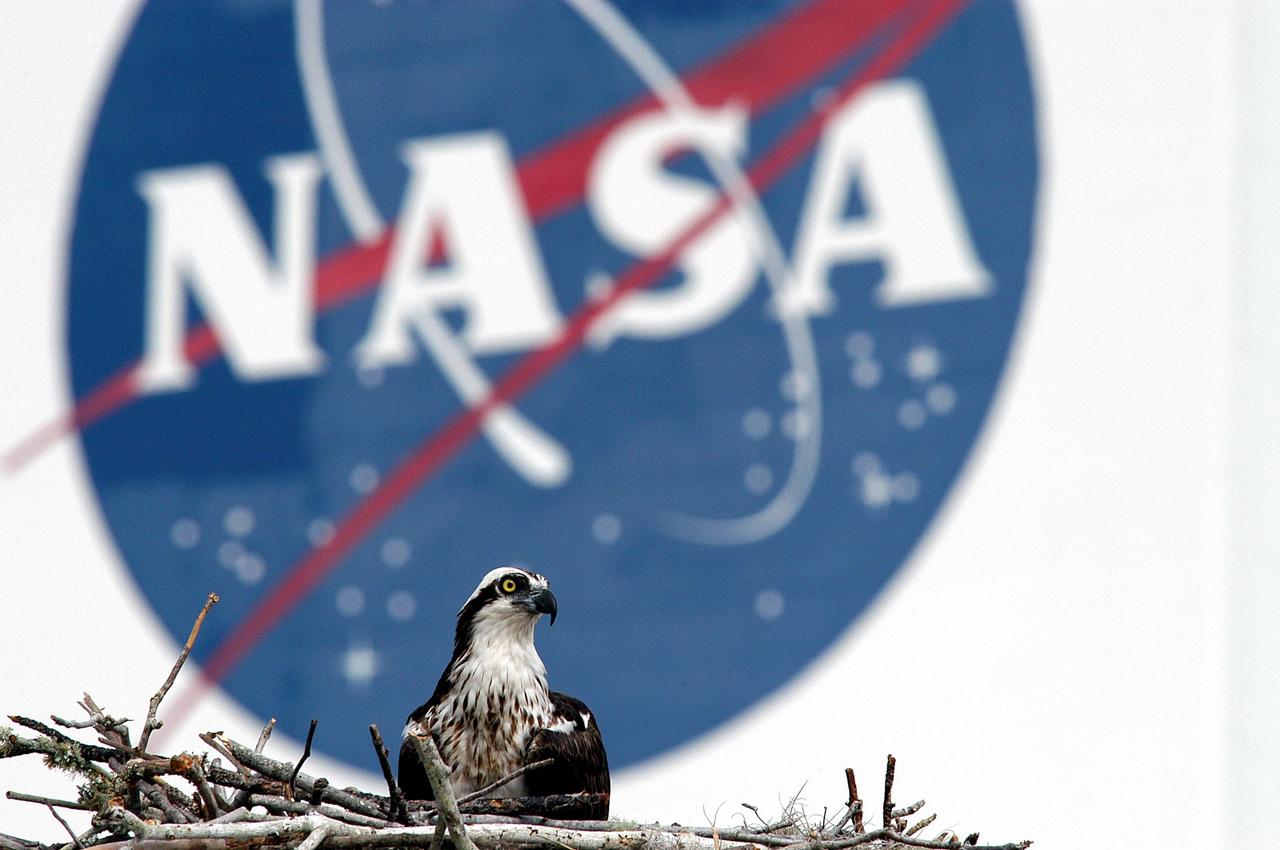 KENNEDY SPACE CENTER, Fla. - Framed by the NASA insignia, on the outside of the Vehicle Assembly Building, this osprey stares out from the nest it has built on top of speakers in a nearby parking lot. Known as a fish hawk, the osprey selects sites of opportunity, from trees and telephone poles to rocks or even flat ground. In the United States it is found from Alaska and Newfoundland to Florida and the Gulf Coast. Osprey nests are found throughout the Kennedy Space Center and nearby Merritt Island National Wildlife Refuge.
