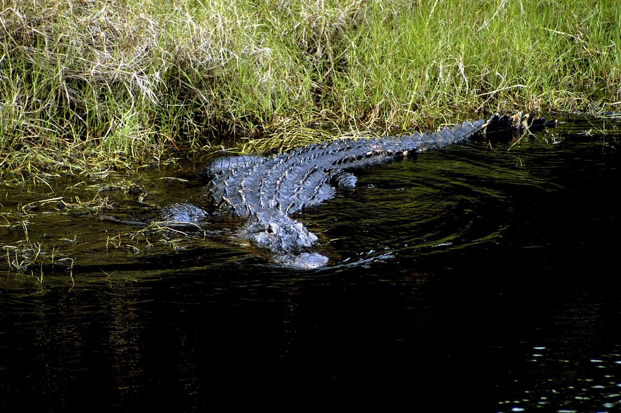 KENNEDY SPACE CENTER, FLA. - A large alligator claims this stretch of water at Kennedy Space Center.  Nearly 5,000 alligators can be found in canals, ponds, and waterways throughout the Center and the Merritt Island National Wildlife Refuge, which shares a boundary with the Center. American alligators feed and rest in the water, and lay their eggs in dens they dig into the banks. The young alligators spend their first several weeks in these dens. The Wildlife Refuge encompasses 92,000 acres that are a habitat for more than 331 species of birds, 31 mammals, 117 fishes, and 65 amphibians and reptiles.  The marshes and open water of the refuge provide wintering areas for 23 species of migratory waterfowl, as well as a year-round home for great blue herons, great egrets, wood storks, cormorants, brown pelicans and other species of marsh and shore birds, plus a variety of insects.