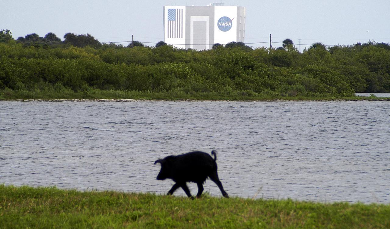 KENNEDY SPACE CENTER, Fla. -  A lone wild pig travels the bank of a body of water near Kennedy Space Center.  In the background is the 525-foot-high Vehicle Assembly Building.  Not a native in the environment, the pigs are believed to be descendants from those brought to Florida by the early Spanish explorers. Without many predators other than human, the pigs have flourished in the surrounding environs, primarily the Merritt Island National Wildlife Refuge, which shares a boundary with the Center.  The Wildlife Refuge encompasses 92,000 acres that are a habitat for more than 331 species of birds, 31 mammals, 117 fishes, and 65 amphibians and reptiles.  The marshes and open water of the refuge provide wintering areas for 23 species of migratory waterfowl, as well as a year-round home for great blue herons, great egrets, wood storks, cormorants, brown pelicans and other species of marsh and shore birds, plus a variety of insects.