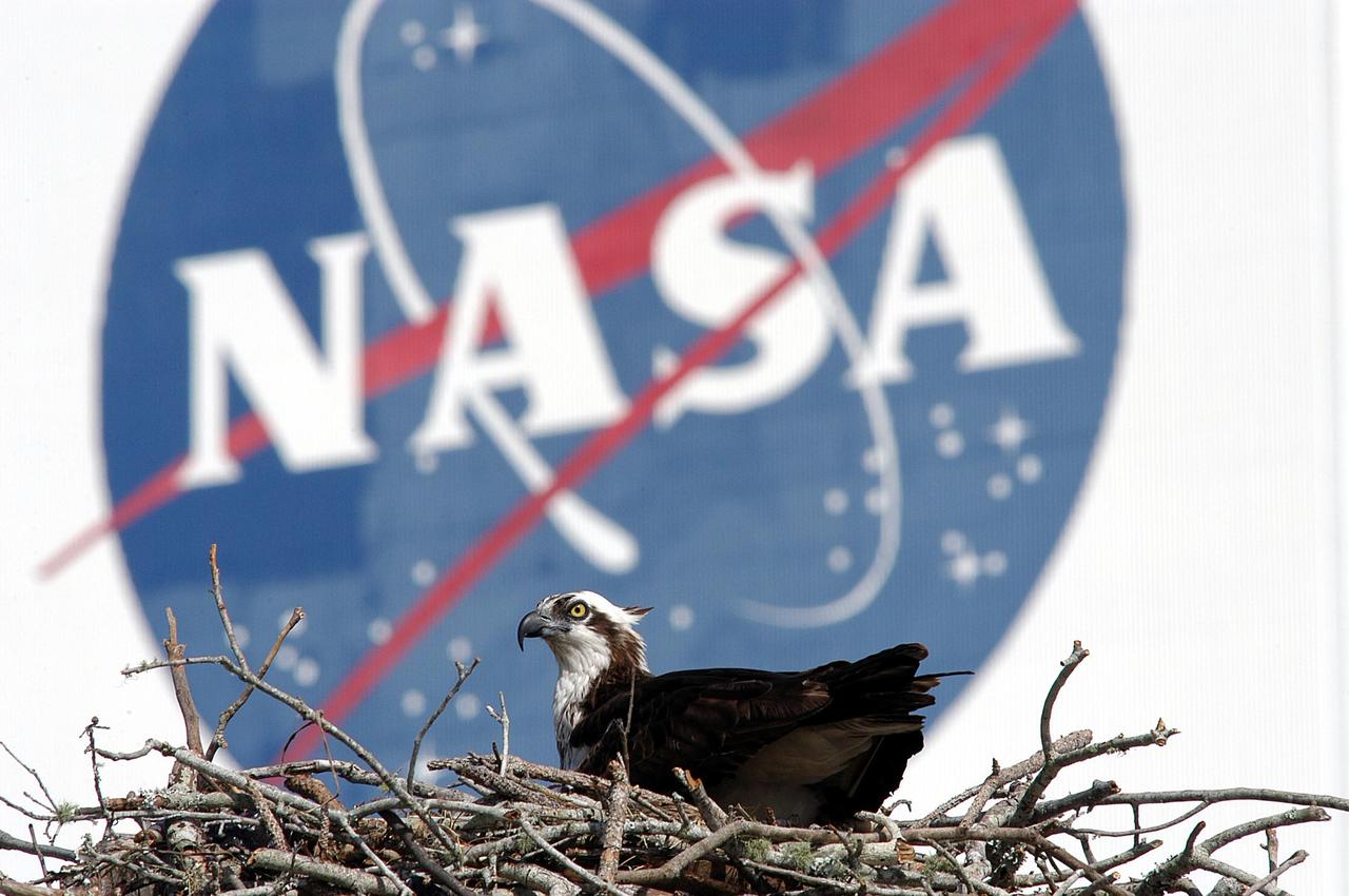 KENNEDY SPACE CENTER, FLA. - A female osprey occupies a nest recently constructed on a speaker in the lower parking lot of the Press Site. Eggs have been sighted in the nest. The NASA logo seen in the background is on the nearby Vehicle Assembly Building. Known as a fish hawk, the osprey selects sites of opportunity, from trees and telephone poles to rocks or even flat ground. In the United States it is found from Alaska to Florida and the Gulf Coast. Osprey nests are found throughout the Kennedy Space Center and surrounding Merritt Island National Wildlife Refuge.