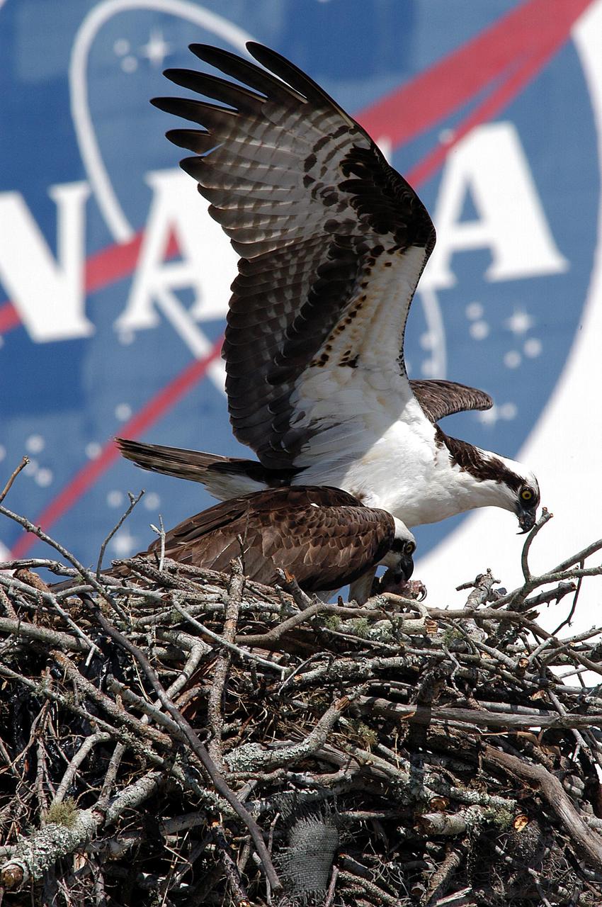 KENNEDY SPACE CENTER, FLA. -- While the female osprey eats fish brought by her mate, the male guards the nest, recently constructed on a speaker in the lower parking lot of the Press Site. Eggs have been sighted in the nest. The NASA logo seen in the background is on the nearby Vehicle Assembly Building. Known as a fish hawk, the osprey selects sites of opportunity, from trees and telephone poles to rocks or even flat ground. In the United States it is found from Alaska and Newfoundland to Florida and the Gulf Coast. Osprey nests are found throughout the Kennedy Space Center and surrounding Merritt Island National Wildlife Refuge.