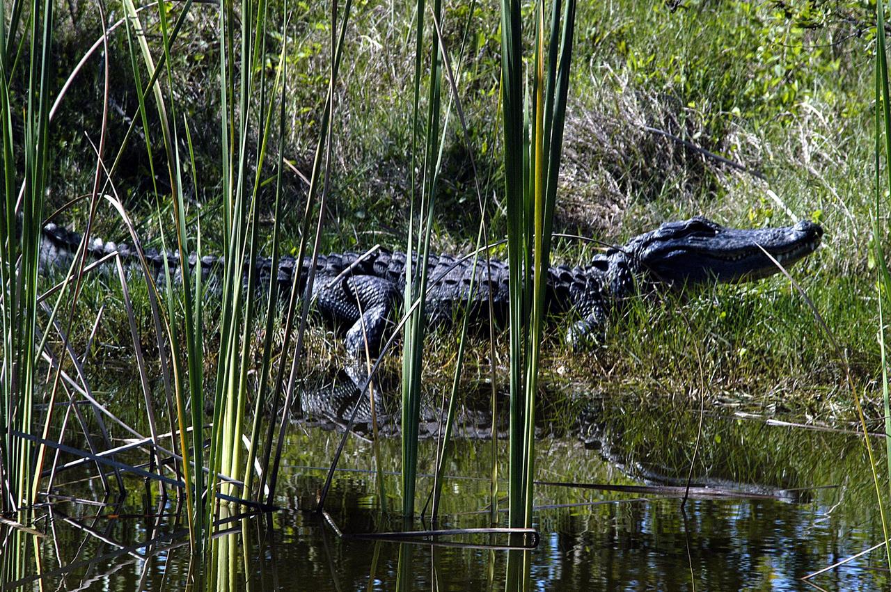 KENNEDY SPACE CENTER, FLA. -  A very long alligator strolls the bank alongside the Tow Road on Kennedy Space Center.  Nearly 5,000 alligators can be found in canals, ponds, and waterways throughout the Center and the surrounding Merritt Island National Wildlife Refuge. American alligators feed and rest in the water, and lay their eggs in dens they dig into the banks. The young alligators spend their first several weeks in these dens. The Wildlife Refuge encompasses 92,000 acres that are a habitat for more than 331 species of birds, 31 mammals, 117 fishes, and 65 amphibians and reptiles.  The marshes and open water of the refuge provide wintering areas for 23 species of migratory waterfowl, as well as a year-round home for great blue herons, great egrets, wood storks, cormorants, brown pelicans and other species of marsh and shore birds, plus a variety of insects.