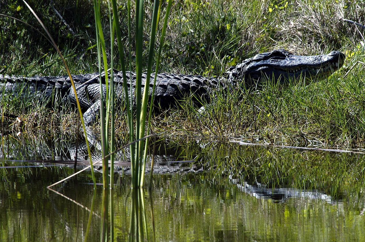 KENNEDY SPACE CENTER, FLA. --  This alligator strolls the bank alongside the Tow Road on Kennedy Space Center.  Nearly 5,000 alligators can be found in canals, ponds, and waterways throughout the Center and the surrounding Merritt Island National Wildlife Refuge. American alligators feed and rest in the water, and lay their eggs in dens they dig into the banks. The young alligators spend their first several weeks in these dens. The Wildlife Refuge encompasses 92,000 acres that are a habitat for more than 331 species of birds, 31 mammals, 117 fishes, and 65 amphibians and reptiles.  The marshes and open water of the refuge provide wintering areas for 23 species of migratory waterfowl, as well as a year-round home for great blue herons, great egrets, wood storks, cormorants, brown pelicans and other species of marsh and shore birds, plus a variety of insects.