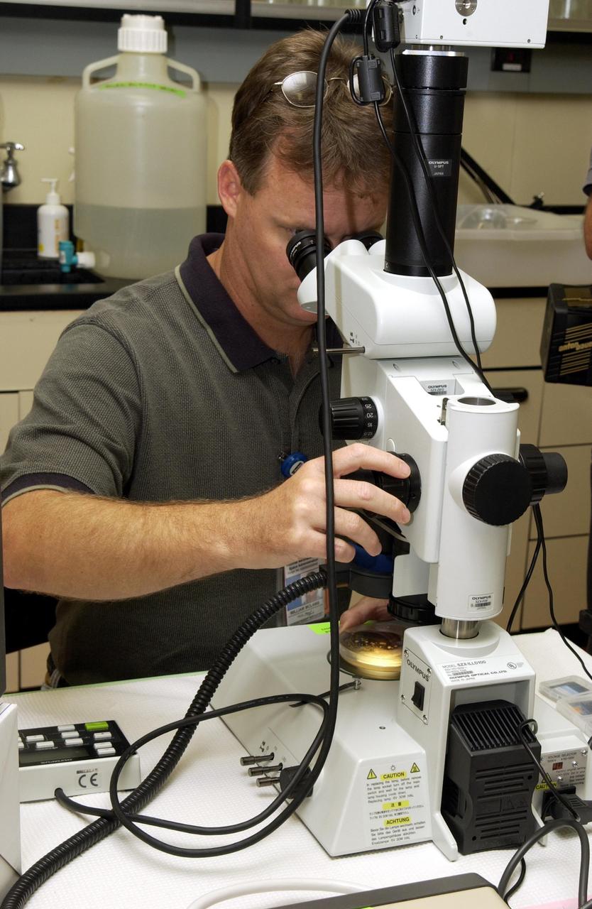 KENNEDY SPACE CENTER, FLA. - NASA Project Manager Guy Ethridge examines C. elegans nemotodes (round worms) under a microscope. These specimens were found in a Biological Research in Canisters (BRIC) container, a middeck experiment that was among the Columbia debris recovered in East Texas. The worms are descendants of those that were part of an experiment that flew on Columbia's last mission, STS-107. The experiment was designed to verify a new synthetic nutrient solution for an International Space Station (ISS) "model" specimen planned to be used extensively for ISS gene expression studies and was sponsored by the NASA Ames Research Center. Scientists are now looking over the experiment at KSC to determine if it will yield any scientific results. The investigation into the cause of the Columbia accident is ongoing.