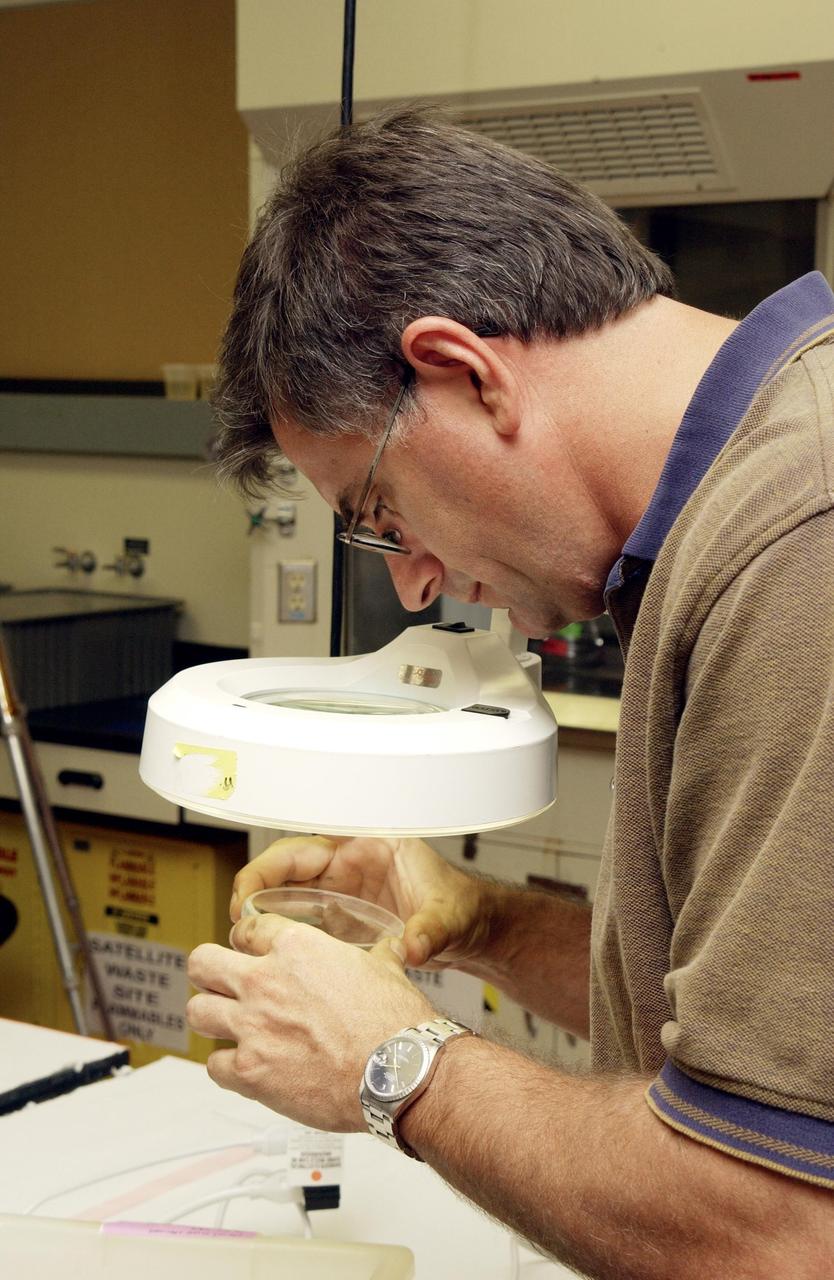 KENNEDY SPACE CENTER, FLA. - Bionetics Project Engineer William McLamb examines a petri dish containing C. elegans nemotodes (round worms). These specimens were found in a Biological Research in Canisters (BRIC) container, a middeck experiment that was among the Columbia debris recovered in East Texas. The worms are descendants of those that were part of an experiment that flew on Columbia's last mission, STS-107. The experiment was designed to verify a new synthetic nutrient solution for an International Space Station (ISS) "model" specimen planned to be used extensively for ISS gene expression studies and was sponsored by the NASA Ames Research Center. Scientists are now looking over the experiment at KSC to determine if it will yield any scientific results. The investigation into the cause of the Columbia accident is ongoing.