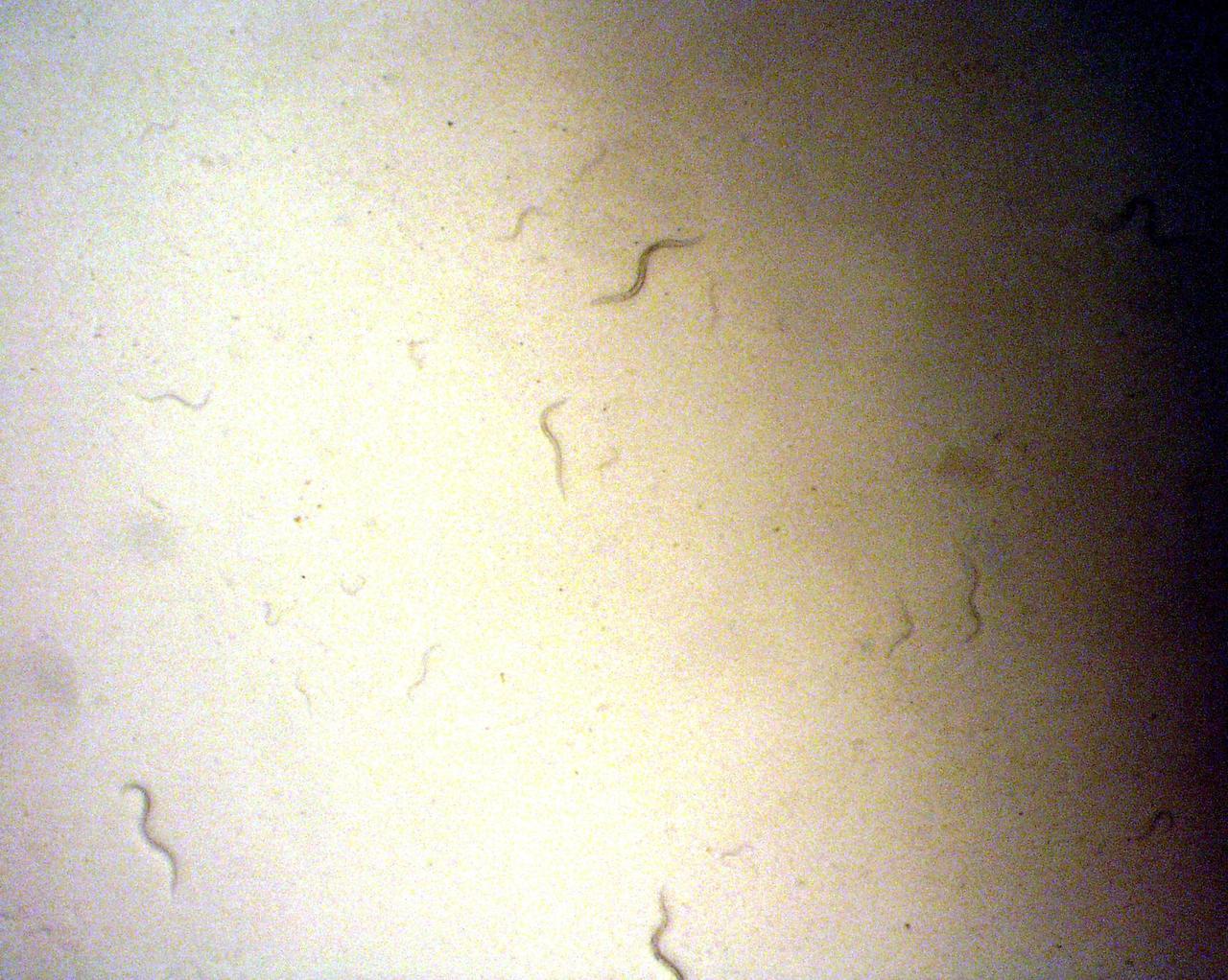 KENNEDY SPACE CENTER, FLA. - C. elegans nemotodes (round worms) undergo examination by project scientists. These specimens were found in a Biological Research in Canisters (BRIC) container, a middeck experiment that was among the Columbia debris recovered in East Texas. The worms are descendants of those that were part of an experiment that flew on Columbia's last mission, STS-107. The experiment was designed to verify a new synthetic nutrient solution for an International Space Station (ISS) "model" specimen planned to be used extensively for ISS gene expression studies and was sponsored by the NASA Ames Research Center. Scientists are now looking over the experiment at KSC to determine if it will yield any scientific results. The investigation into the cause of the Columbia accident is ongoing.  (Photo Credit: Volker Kern, NASA Ames Research Center)