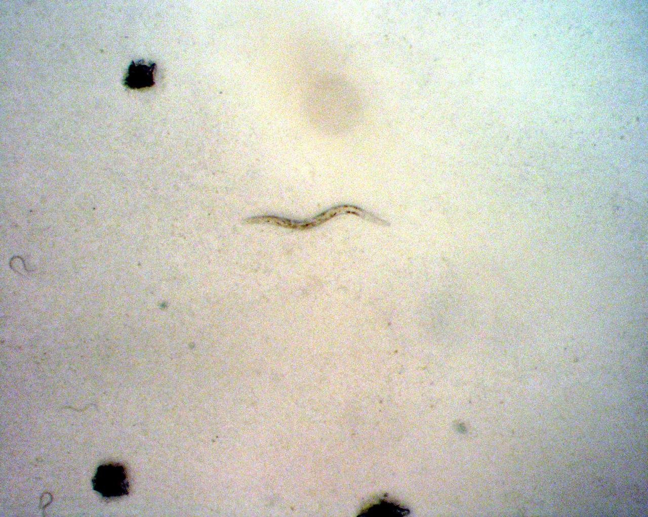 KENNEDY SPACE CENTER, FLA. - C. elegans nemotodes (round worms) undergo examination by project scientists. These specimens were found in a Biological Research in Canisters (BRIC) container, a middeck experiment that was among the Columbia debris recovered in East Texas. The worms are descendants of those that were part of an experiment that flew on Columbia's last mission, STS-107. The experiment was designed to verify a new synthetic nutrient solution for an International Space Station (ISS) "model" specimen planned to be used extensively for ISS gene expression studies and was sponsored by the NASA Ames Research Center. Scientists are now looking over the experiment at KSC to determine if it will yield any scientific results. The investigation into the cause of the Columbia accident is ongoing. (Photo Credit: Volker Kern, NASA Ames Research Center)