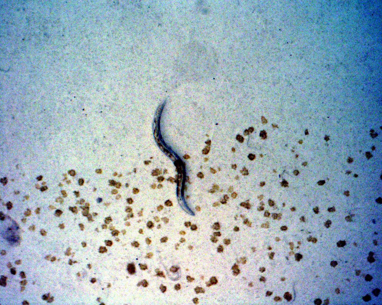 KENNEDY SPACE CENTER, FLA. - C. elegans nemotodes (round worms) undergo examination by project scientists. These specimens were found in a Biological Research in Canisters (BRIC) container, a middeck experiment that was among the Columbia debris recovered in East Texas. The worms are descendants of those that were part of an experiment that flew on Columbia's last mission, STS-107. The experiment was designed to verify a new synthetic nutrient solution for an International Space Station (ISS) "model" specimen planned to be used extensively for ISS gene expression studies and was sponsored by the NASA Ames Research Center. Scientists are now looking over the experiment at KSC to determine if it will yield any scientific results. The investigation into the cause of the Columbia accident is ongoing. (Photo Credit: Volker Kern, NASA Ames Research Center)