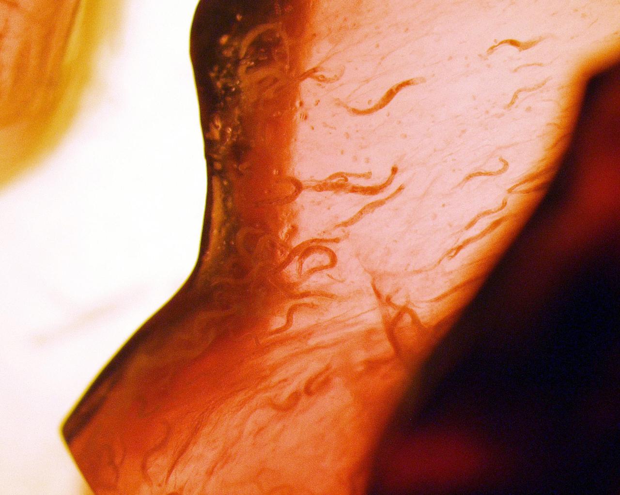 KENNEDY SPACE CENTER, FLA. - C. elegans nemotodes (round worms) undergo examination by project scientists. These specimens were found in a Biological Research in Canisters (BRIC) container, a middeck experiment that was among the Columbia debris recovered in East Texas. The worms are descendants of those that were part of an experiment that flew on Columbia's last mission, STS-107. The experiment was designed to verify a new synthetic nutrient solution for an International Space Station (ISS) "model" specimen planned to be used extensively for ISS gene expression studies and was sponsored by the NASA Ames Research Center. Scientists are now looking over the experiment at KSC to determine if it will yield any scientific results. The investigation into the cause of the Columbia accident is ongoing. (Photo Credit: Volker Kern, NASA Ames Research Center)