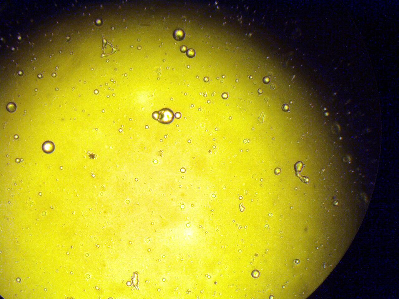 KENNEDY SPACE CENTER, FLA. - Pictured is one of the microcapsules removed from the Commercial ITA Biomedical Experiments payload recovered during the search for Columbia debris.  The drug delivery system and spaceflight hardware was developed jointly by JSC, the Institute for Research Inc. and Instrumentation Technology Associates Inc. to conduct microencapsulation experiments under microgravity conditions.  This microcapsule contains an antibiotic for treating deep resistant pulmonary infections.  Dr. Dennis Morrison, senior biotech project scientist, is principle investigator on microencapsulation and urokinase crystal growth.