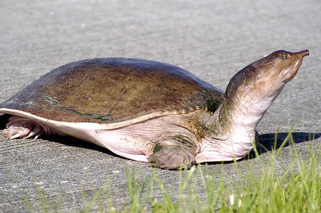 NASA image: KENNEDY SPACE CENTER, FLA. -  A soft-shell turtle with only three legs is seen crossing the tow-way at KSC.  The turtle is one of 65 amphibians and reptiles found in the Merritt Island National Wildlife Refuge, which surrounds KSC.  The Wildlife Refuge encompasses 92,000 acres that are also a habitat for more than 331 species of birds, 31 mammals and 117 fishes.  The marshes and open water of the refuge provide wintering areas for 23 species of migratory waterfowl, as well as a year-round home for great blue herons, great egrets, wood storks, cormorants, brown pelicans and other species of marsh and shore birds, plus a variety of insects.