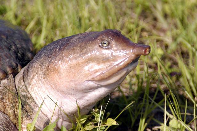 KENNEDY SPACE CENTER, FLA. -  A closeup of a soft-shell turtle seen crossing the tow-way at KSC.  The turtle is one of 65 amphibians and reptiles found in the Merritt Island National Wildlife Refuge, which surrounds KSC.  The Wildlife Refuge encompasses 92,000 acres that are also a habitat for more than 331 species of birds, 31 mammals and 117 fishes.  The marshes and open water of the refuge provide wintering areas for 23 species of migratory waterfowl, as well as a year-round home for great blue herons, great egrets, wood storks, cormorants, brown pelicans and other species of marsh and shore birds, plus a variety of insects.