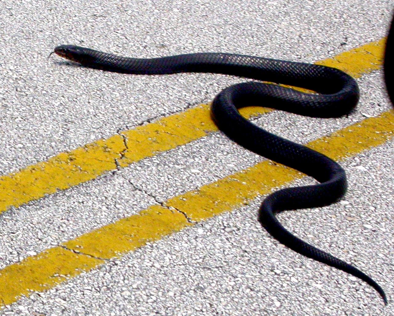 KENNEDY SPACE CENTER, FLA. - A blue-black indigo snake is seen crossing a roadway inside the Center. Indigo snakes are active during the day and spend a great deal of time foraging for food and mates. They often hide in gopher tortoise burrows (the tortoises don’t seem to mind) in sandy scrub habitats. The longest snakes in the United States, some individuals reach almost nine feet in length. In 1978, the U.S. Fish and Wildlife Service listed indigo snakes as a threatened species in all portions of its range; federal protection has helped to stop collection of these snakes from the wild. The numbers of indigo snakes are still declining throughout most of the Southeast, especially Georgia, Florida, Alabama, and Mississippi. Habitat loss and fragmentation is the main problem facing these snakes today. KSC shares a boundary with the Merritt Island National Wildlife Refuge, which encompasses 92,000 acres that are a habitat for more than 331 species of birds, 31 mammals, 117 fishes, and 65 amphibians and reptiles.