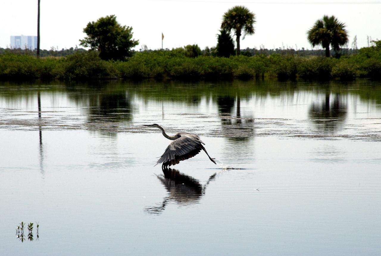 KENNEDY SPACE CENTER, FLA.  - A  Great Blue Heron takes flight from waters on KSC.  It is one of 310 species of birds that inhabit the National Merritt Island Wildlife Refuge, which shares a boundary with KSC.  The marshes and open water of the refuge also provide wintering areas for 23 species of migratory waterfowl, as well as a year-round home for great blue herons, great egrets, wood storks, cormorants, brown pelicans and other species of marsh and shore birds.