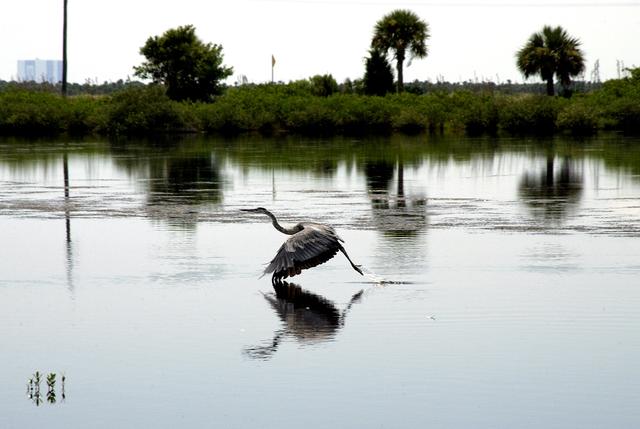 NASA image: KENNEDY SPACE CENTER, FLA.  - A  Great Blue Heron takes flight from waters on KSC.  It is one of 310 species of birds that inhabit the National Merritt Island Wildlife Refuge, which shares a boundary with KSC.  The marshes and open water of the refuge also provide wintering areas for 23 species of migratory waterfowl, as well as a year-round home for great blue herons, great egrets, wood storks, cormorants, brown pelicans and other species of marsh and shore birds.