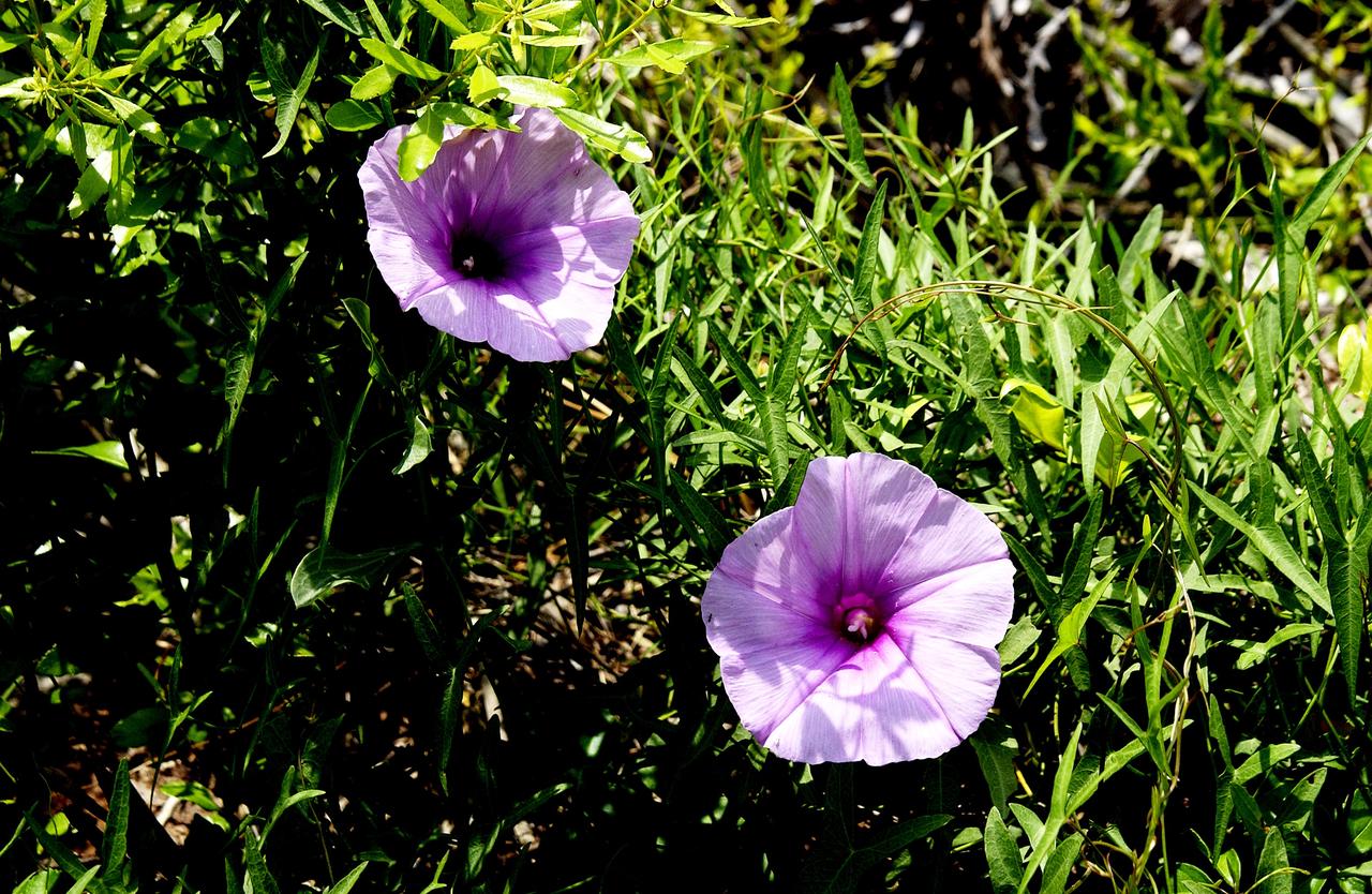 KENNEDY SPACE CENTER, FLA.  - Wildflowers resembling petunias stand out against the deep green of the marsh foliage at KSC, which shares a boundary with the National Merritt Island Wildlife Refuge. Approximately one half of the Refuge's 140,000 acres consists of brackish estuaries and marshes. The remaining lands consist of coastal dunes, scrub oaks, pine forests and flatwoods, and palm and oak hammocks.