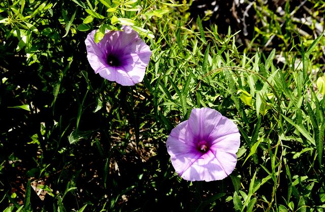 NASA image: KENNEDY SPACE CENTER, FLA.  - Wildflowers resembling petunias stand out against the deep green of the marsh foliage at KSC, which shares a boundary with the National Merritt Island Wildlife Refuge. Approximately one half of the Refuge's 140,000 acres consists of brackish estuaries and marshes. The remaining lands consist of coastal dunes, scrub oaks, pine forests and flatwoods, and palm and oak hammocks.