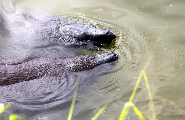 KENNEDY SPACE CENTER, FLA.  -  Two manatees surface for air in water on KSC.  Manatees live in Florida's warm water rivers and inland springs.  KSC shares a boundary with the Merritt Island National Wildlife Refuge, which encompasses 92,000 acres that are a habitat for more than 331 species of birds, 31 mammals, 117 fishes, and 65 amphibians and reptiles.
