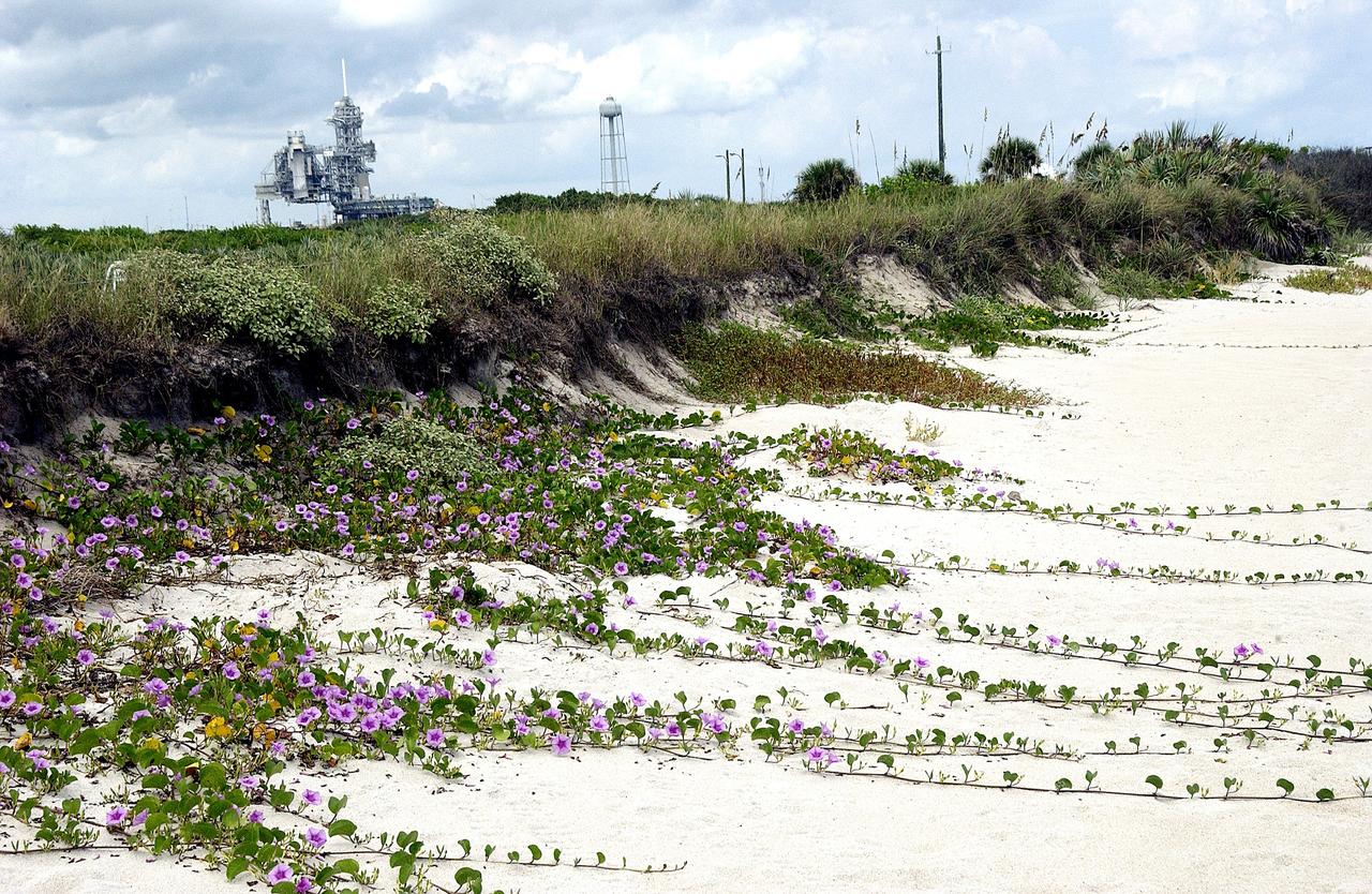 KENNEDY SPACE CENTER, FLA.  -   Purple flowers flow across the sand from the dunes facing the Atlantic Ocean near Launch Pad 39A (background) at KSC.  The beach is just south of the Canaveral National Seashore, which is managed by the National Wildlife Service.
