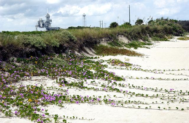 KENNEDY SPACE CENTER, FLA.  -   Purple flowers flow across the sand from the dunes facing the Atlantic Ocean near Launch Pad 39A (background) at KSC.  The beach is just south of the Canaveral National Seashore, which is managed by the National Wildlife Service.