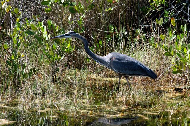NASA image: KENNEDY SPACE CENTER, FLA.   -   A great blue heron patiently stalks its prey in the marshes around KSC.   The heron is one of 310 species of birds that inhabit the National Merritt Island Wildlife Refuge, which shares a boundary with KSC.  The marshes and open water of the refuge also provide wintering areas for 23 species of migratory waterfowl, as well as a year-round home for great blue herons, great egrets, wood storks, cormorants, brown pelicans and other species of marsh and shore birds.