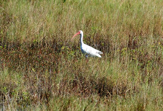 NASA image: KENNEDY SPACE CENTER, FLA.   -   A great white heron silently waits in the tall grass within KSC.  The heron is one of 310 species of birds that inhabit the National Merritt Island Wildlife Refuge, which shares a boundary with KSC.  The marshes and open water of the refuge also provide wintering areas for 23 species of migratory waterfowl, as well as a year-round home for great blue herons, great egrets, wood storks, cormorants, brown pelicans and other species of marsh and shore birds.