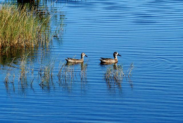 NASA image: KENNEDY SPACE CENTER, FLA.   -   Two blue-winged teals swim in a pond near KSC.  The species prefers marshes and shallow ponds and lakes for nesting and range from Canada to North Carolina, the Gulf Coast and Southern California, as well as Florida.  KSC shares a boundary with the National Merritt Island Wildlife Refuge, which provides wintering areas for 23 species of migratory waterfowl, as well as a year-round home for great blue herons, great egrets, wood storks, cormorants, brown pelicans and other species of marsh and shore birds.