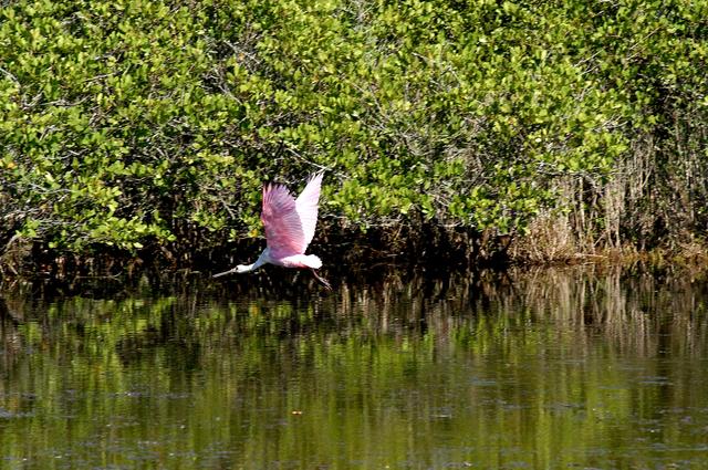 NASA image: KENNEDY SPACE CENTER, FLA.   -  A roseate spoonbill flies across the water near KSC.  Spoonbills prefer to inhabit mangroves, ranging from the coasts of southern Florida, Louisiana and Texas, to the West Indies, Mexico, Central and South America.  They feed on shrimps and fish in shallow waters.   Spoonbills are one of 310 species of birds that inhabit the National Merritt Island Wildlife Refuge, which shares a boundary with KSC.  The marshes and open water of the refuge also provide wintering areas for 23 species of migratory waterfowl, as well as a year-round home for great blue herons, great egrets, wood storks, cormorants, brown pelicans and other species of marsh and shore birds.