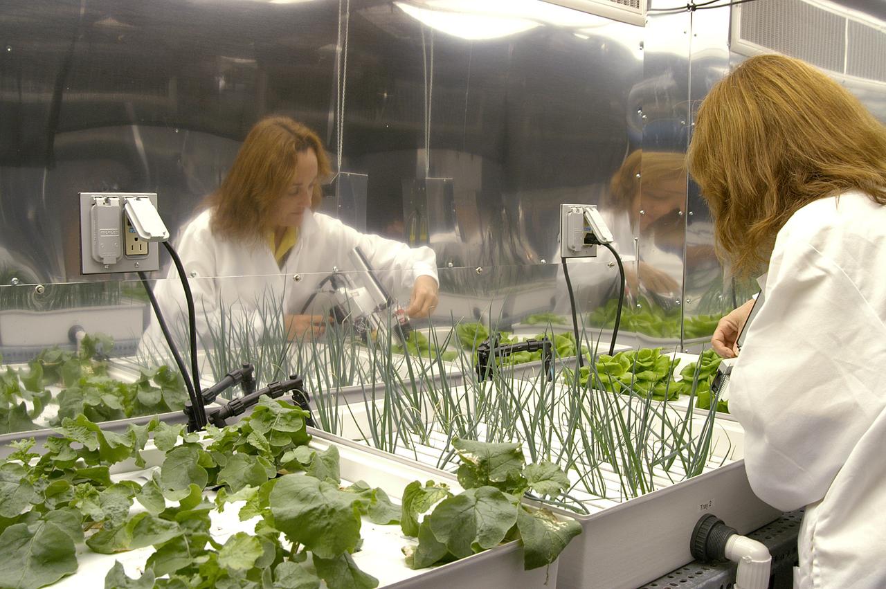 KENNEDY SPACE CENTER, FLA. -- Sharon Edney, with Dynamac Corp., measures photosynthesis on Bibb lettuce being grown hydroponically for study in the Space Life Sciences Lab.  The 100,000 square-foot facility houses labs for NASA’s ongoing research efforts, microbiology/microbial ecology studies and analytical chemistry labs. Also calling the new lab home are facilities for space flight-experiment and flight-hardware development, new plant growth chambers, and an Orbiter Environment Simulator that will be used to conduct ground control experiments in simulated flight conditions for space flight experiments.  The SLS Lab, formerly known as the Space Experiment Research and Processing Laboratory or SERPL, provides space for NASA’s Life Sciences Services contractor Dynamac Corporation, Bionetics Corporation, and researchers from the University of Florida. NASA’s Office of Biological and Physical Research will use the facility for processing life sciences experiments that will be conducted on the International Space Station. The SLS Lab is the magnet facility for the International Space Research Park at KSC being developed in partnership with Florida Space Authority.