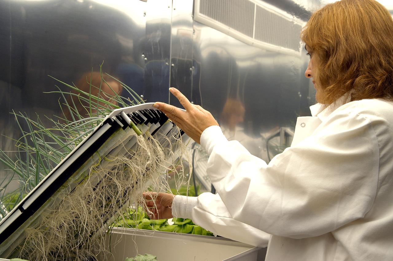 KENNEDY SPACE CENTER, FLA. -- Sharon Edney, with Dynamac Corp., checks the roots of green onions being grown hydroponically for study in the Space Life Sciences Lab.  The 100,000 square-foot facility houses labs for NASA’s ongoing research efforts, microbiology/microbial ecology studies and analytical chemistry labs. Also calling the new lab home are facilities for space flight-experiment and flight-hardware development, new plant growth chambers, and an Orbiter Environment Simulator that will be used to conduct ground control experiments in simulated flight conditions for space flight experiments.  The SLS Lab, formerly known as the Space Experiment Research and Processing Laboratory or SERPL, provides space for NASA’s Life Sciences Services contractor Dynamac Corporation, Bionetics Corporation, and researchers from the University of Florida. NASA’s Office of Biological and Physical Research will use the facility for processing life sciences experiments that will be conducted on the International Space Station. The SLS Lab is the magnet facility for the International Space Research Park at KSC being developed in partnership with Florida Space Authority.