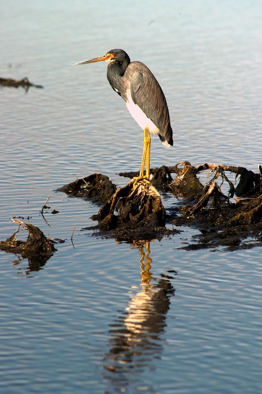 KENNEDY SPACE CENTER, FLA. -- A tri-colored heron stands sentry in the marshes around KSC. It has slate blue feathers on most of its body except for a white chest and belly and a rust-colored neck. It has long yellow legs, a white stripe that runs up its neck and long pointed yellow bill. The bill turns blue during breeding season.The heron is one of 310 species of birds that inhabit the Merritt Island National Wildlife Refuge, which shares a boundary with KSC. The marshes and open water of the refuge also provide wintering areas for 23 species of migratory waterfowl, as well as a year-round home for great egrets, wood storks, cormorants, brown pelicans and other species of marsh and shore birds.