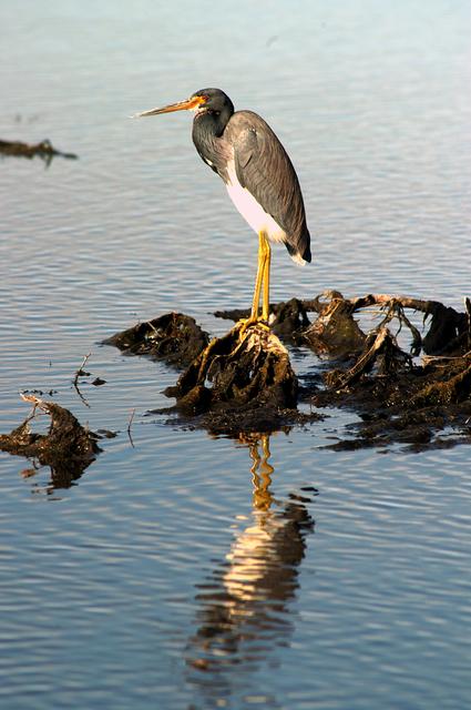 NASA image: KENNEDY SPACE CENTER, FLA. -- A tri-colored heron stands sentry in the marshes around KSC. It has slate blue feathers on most of its body except for a white chest and belly and a rust-colored neck. It has long yellow legs, a white stripe that runs up its neck and long pointed yellow bill. The bill turns blue during breeding season.The heron is one of 310 species of birds that inhabit the Merritt Island National Wildlife Refuge, which shares a boundary with KSC. The marshes and open water of the refuge also provide wintering areas for 23 species of migratory waterfowl, as well as a year-round home for great egrets, wood storks, cormorants, brown pelicans and other species of marsh and shore birds.