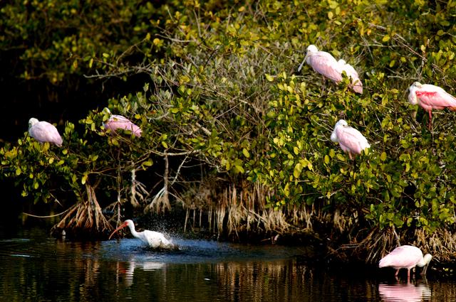 NASA image: KENNEDY SPACE CENTER, FLA. -- A lone white ibis shares its watery hunting ground with a group of roseate spoonbills near KSC. Spoonbills prefer to inhabit mangroves, ranging from the coasts of southern Florida, Louisiana and Texas, to the West Indies, Mexico, Central and South America. They feed on shrimps and fish in shallow waters. Spoonbills are one of 310 species of birds that inhabit the Merritt Island National Wildlife Refuge, which shares a boundary with KSC. The marshes and open water of the refuge also provide wintering areas for 23 species of migratory waterfowl, as well as a year-round home for great blue herons, great egrets, wood storks, cormorants, brown pelicans and other species of marsh and shore birds.