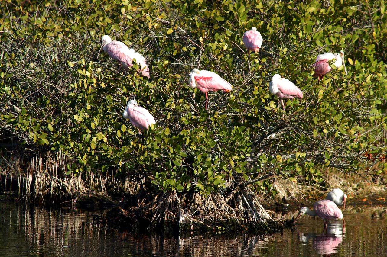 KENNEDY SPACE CENTER, FLA. -- A group of roseate spoonbills share their watery hunting ground with a lone white ibis near KSC. Spoonbills prefer to inhabit mangroves, ranging from the coasts of southern Florida, Louisiana and Texas, to the West Indies, Mexico, Central and South America. They feed on shrimps and fish in shallow waters. Spoonbills are one of 310 species of birds that inhabit the Merritt Island National Wildlife Refuge, which shares a boundary with KSC. The marshes and open water of the refuge also provide wintering areas for 23 species of migratory waterfowl, as well as a year-round home for great blue herons, great egrets, wood storks, cormorants, brown pelicans and other species of marsh and shore birds.