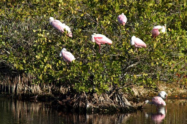 NASA image: KENNEDY SPACE CENTER, FLA. -- A group of roseate spoonbills share their watery hunting ground with a lone white ibis near KSC. Spoonbills prefer to inhabit mangroves, ranging from the coasts of southern Florida, Louisiana and Texas, to the West Indies, Mexico, Central and South America. They feed on shrimps and fish in shallow waters. Spoonbills are one of 310 species of birds that inhabit the Merritt Island National Wildlife Refuge, which shares a boundary with KSC. The marshes and open water of the refuge also provide wintering areas for 23 species of migratory waterfowl, as well as a year-round home for great blue herons, great egrets, wood storks, cormorants, brown pelicans and other species of marsh and shore birds.