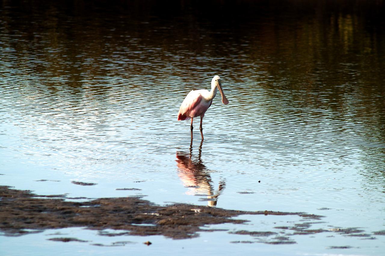 KENNEDY SPACE CENTER, FLA. -- A roseate spoonbill contemplates its reflection in the water near KSC. Spoonbills prefer to inhabit mangroves, ranging from the coasts of southern Florida, Louisiana and Texas, to the West Indies, Mexico, Central and South America. They feed on shrimps and fish in shallow waters. Spoonbills are one of 310 species of birds that inhabit the Merritt Island National Wildlife Refuge, which shares a boundary with KSC. The marshes and open water of the refuge also provide wintering areas for 23 species of migratory waterfowl, as well as a year-round home for great blue herons, great egrets, wood storks, cormorants, brown pelicans and other species of marsh and shore birds.